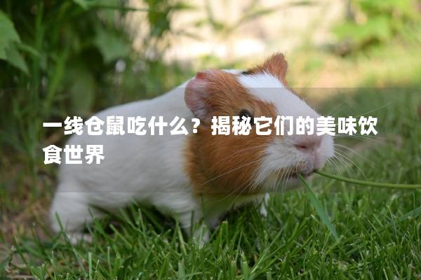 一线仓鼠吃什么？揭秘它们的美味饮食世界