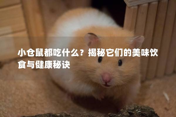 小仓鼠都吃什么？揭秘它们的美味饮食与健康秘诀