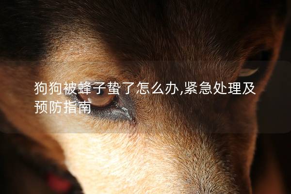 狗狗被蜂子蛰了怎么办,紧急处理及预防指南
