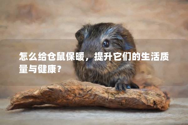 怎么给仓鼠保暖，提升它们的生活质量与健康？