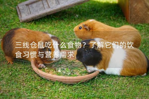 三线仓鼠吃什么食物？了解它们的饮食习惯与营养需求
