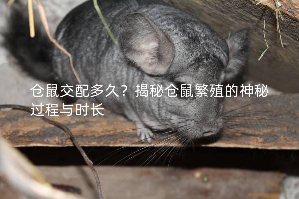 仓鼠交配多久？揭秘仓鼠繁殖的神秘过程与时长