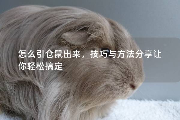 怎么引仓鼠出来，技巧与方法分享让你轻松搞定