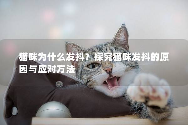 猫咪为什么发抖？探究猫咪发抖的原因与应对方法