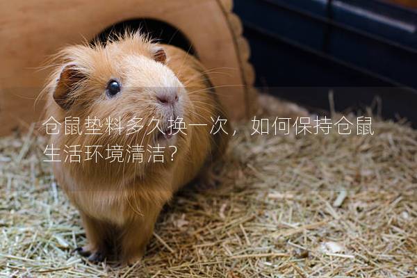 仓鼠垫料多久换一次，如何保持仓鼠生活环境清洁？