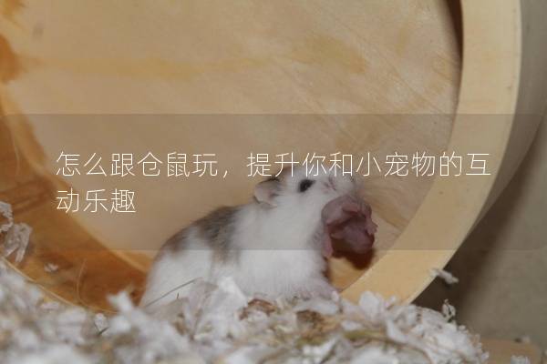 怎么跟仓鼠玩，提升你和小宠物的互动乐趣