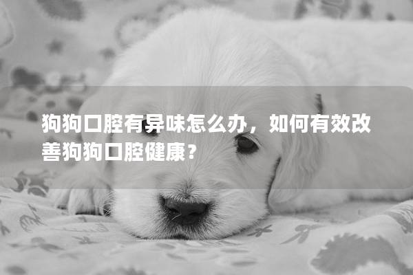 狗狗口腔有异味怎么办，如何有效改善狗狗口腔健康？