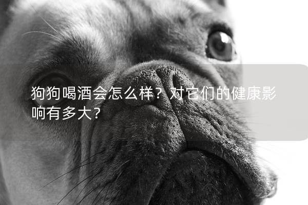 狗狗喝酒会怎么样？对它们的健康影响有多大？