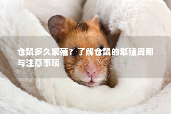仓鼠多久繁殖？了解仓鼠的繁殖周期与注意事项