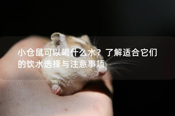 小仓鼠可以喝什么水？了解适合它们的饮水选择与注意事项