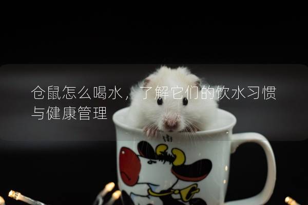 仓鼠怎么喝水，了解它们的饮水习惯与健康管理