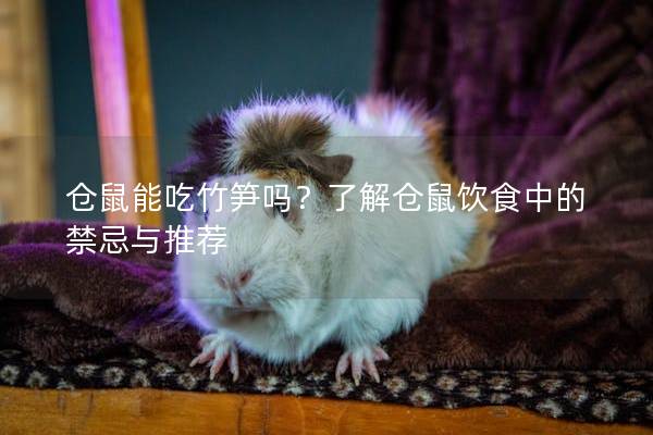 仓鼠能吃竹笋吗？了解仓鼠饮食中的禁忌与推荐