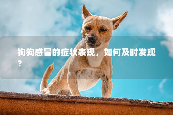 狗狗感冒的症状表现，如何及时发现？
