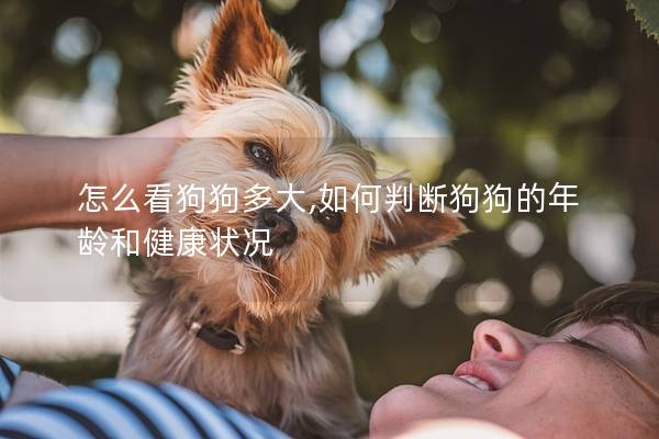 怎么看狗狗多大,如何判断狗狗的年龄和健康状况