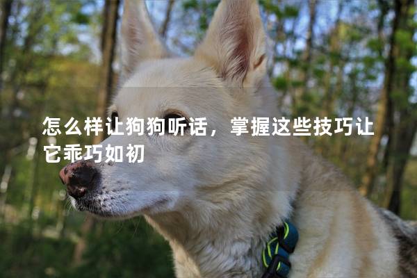怎么样让狗狗听话，掌握这些技巧让它乖巧如初
