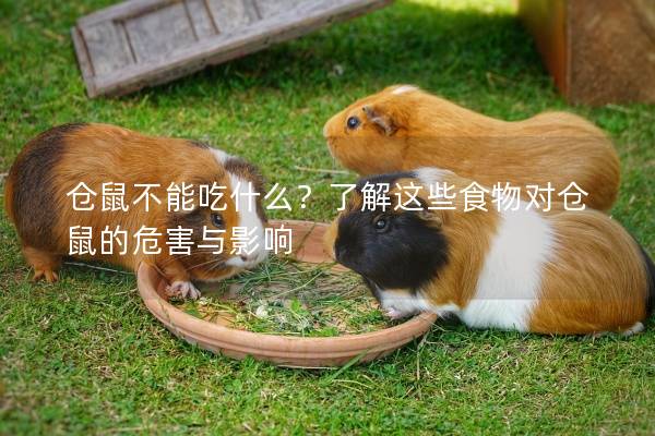 仓鼠不能吃什么？了解这些食物对仓鼠的危害与影响