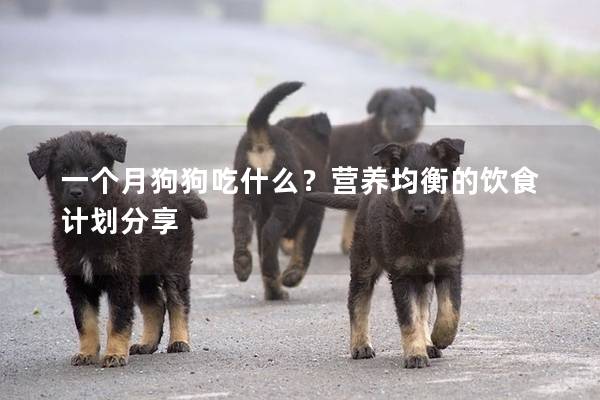 一个月狗狗吃什么？营养均衡的饮食计划分享