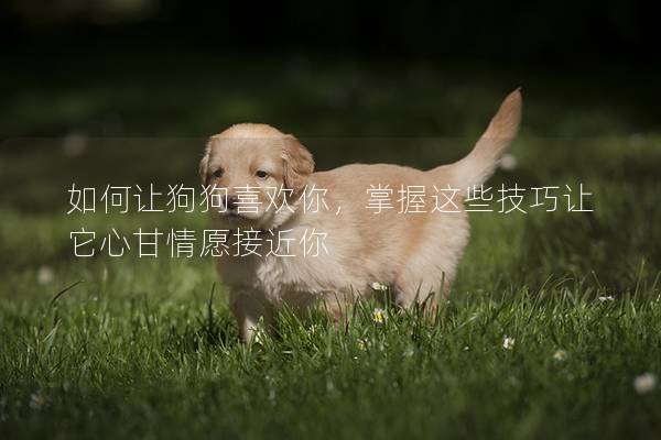 如何让狗狗喜欢你，掌握这些技巧让它心甘情愿接近你