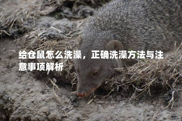 给仓鼠怎么洗澡,正确洗澡方法与注意事项解析 给仓鼠怎么洗澡,正确洗澡方法与注意事项解析