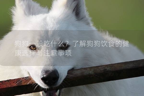 狗狗一般吃什么？了解狗狗饮食的健康选择与注意事项