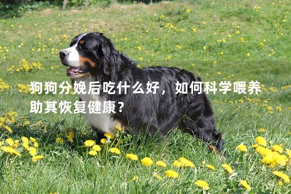 狗狗分娩后吃什么好，如何科学喂养助其恢复健康？