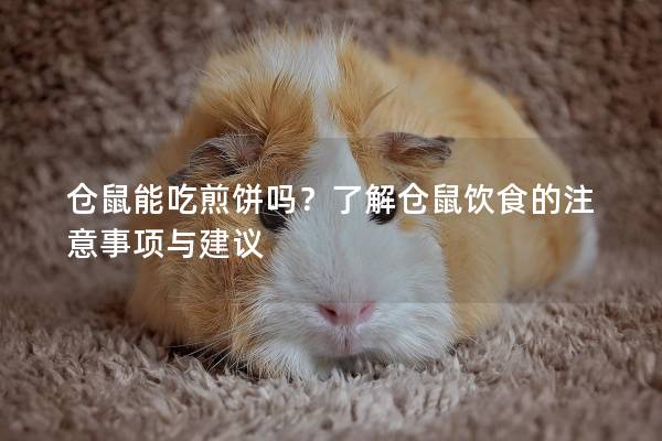 仓鼠能吃煎饼吗？了解仓鼠饮食的注意事项与建议