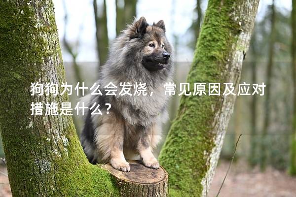 狗狗为什么会发烧，常见原因及应对措施是什么？