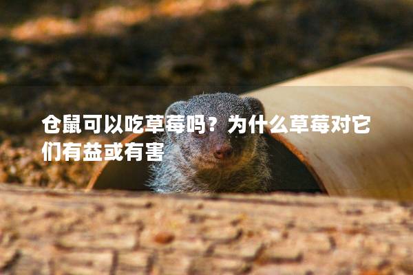 仓鼠可以吃草莓吗？为什么草莓对它们有益或有害