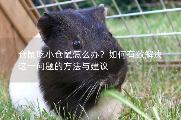 仓鼠吃小仓鼠怎么办？如何有效解决这一问题的方法与建议
