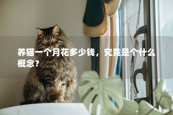 养猫一个月花多少钱，究竟是个什么概念？