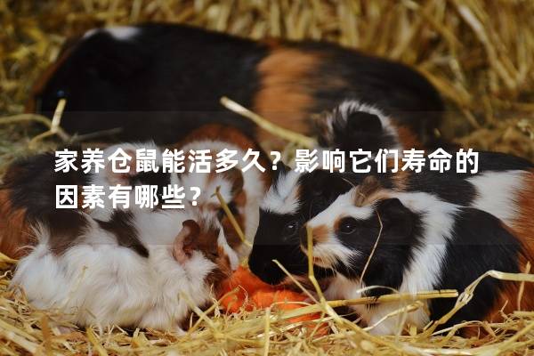 家养仓鼠能活多久？影响它们寿命的因素有哪些？