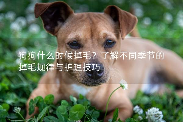 狗狗什么时候掉毛?了解不同季节的掉毛规律与护理技巧 狗狗什么时候掉毛?了解不同季节的掉毛规律与护理技巧