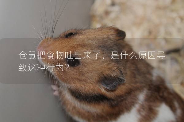 仓鼠把食物吐出来了，是什么原因导致这种行为？
