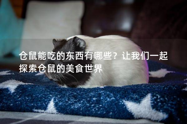 仓鼠能吃的东西有哪些？让我们一起探索仓鼠的美食世界