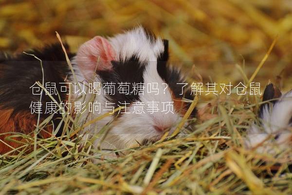 仓鼠可以喝葡萄糖吗？了解其对仓鼠健康的影响与注意事项