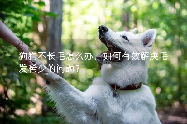 狗狗不长毛怎么办，如何有效解决毛发稀少的问题？