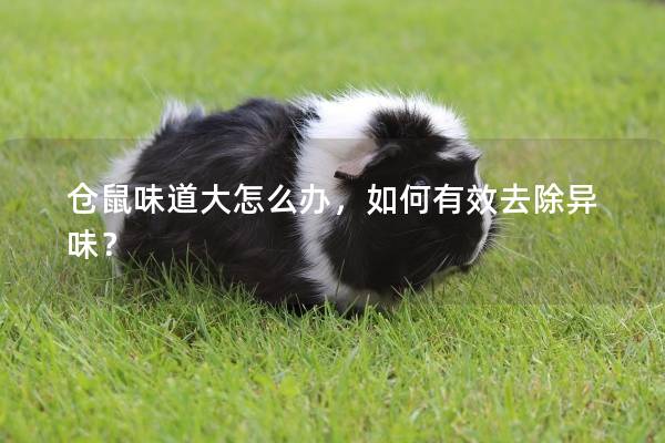 仓鼠味道大怎么办，如何有效去除异味？