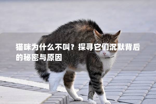 猫咪为什么不叫？探寻它们沉默背后的秘密与原因