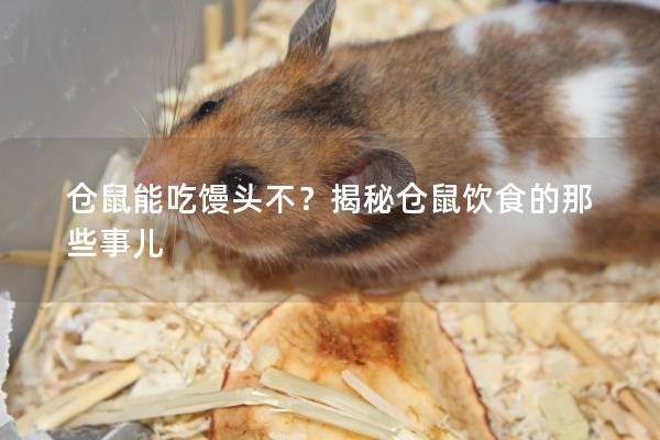 仓鼠能吃馒头不？揭秘仓鼠饮食的那些事儿