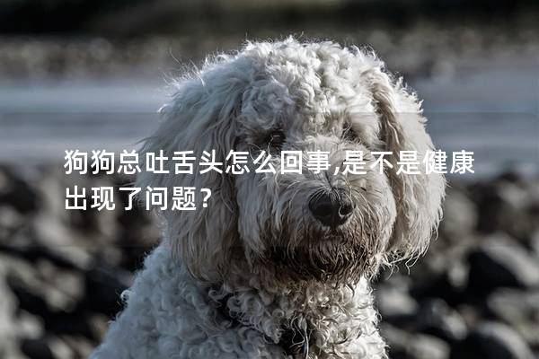 狗狗总吐舌头怎么回事,是不是健康出现了问题？
