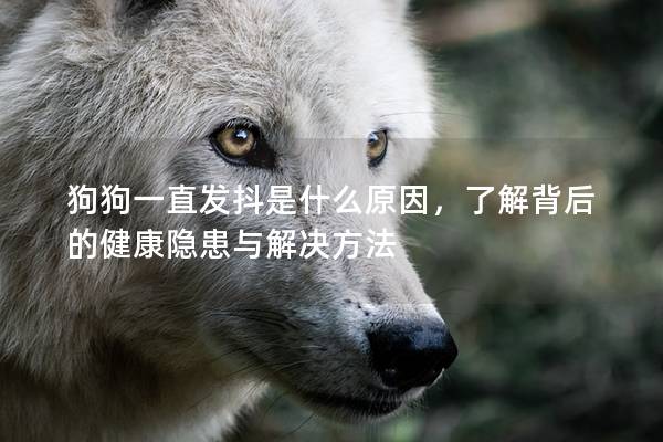 狗狗一直发抖是什么原因,了解背后的健康隐患与解决方法 狗狗一直发抖是什么原因,了解背后的健康隐患与解决方法