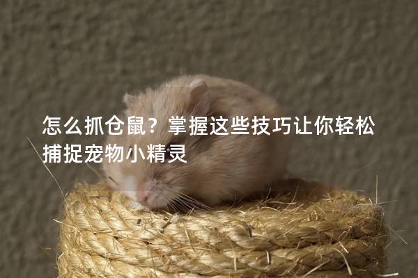 怎么抓仓鼠？掌握这些技巧让你轻松捕捉宠物小精灵
