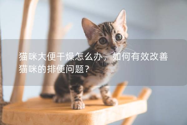 猫咪大便干燥怎么办,如何有效改善猫咪的排便问题? 猫咪大便干燥怎么办,如何有效改善猫咪的排便问题?