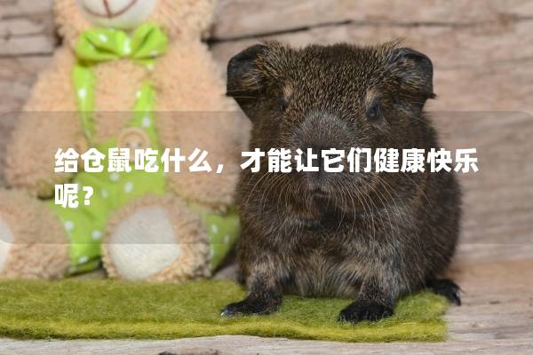 给仓鼠吃什么，才能让它们健康快乐呢？