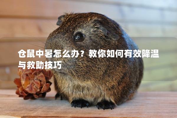 仓鼠中暑怎么办?教你如何有效降温与救助技巧 仓鼠中暑怎么办?教你如何有效降温与救助技巧