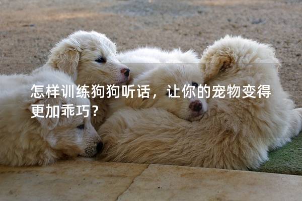 怎样训练狗狗听话，让你的宠物变得更加乖巧？