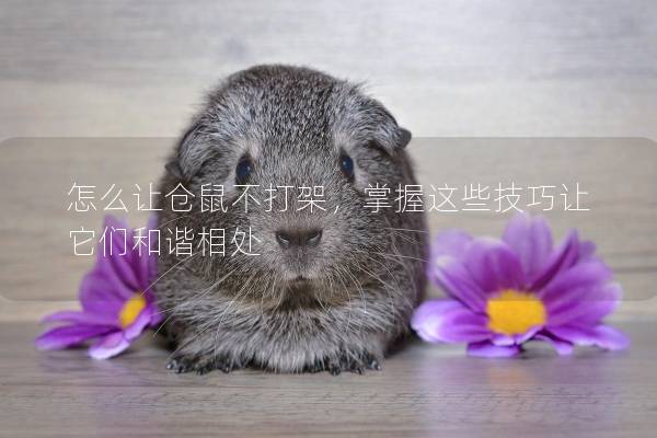 怎么让仓鼠不打架，掌握这些技巧让它们和谐相处