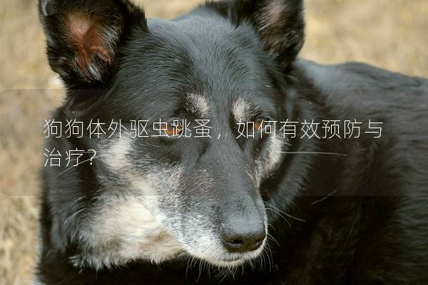 狗狗体外驱虫跳蚤，如何有效预防与治疗？