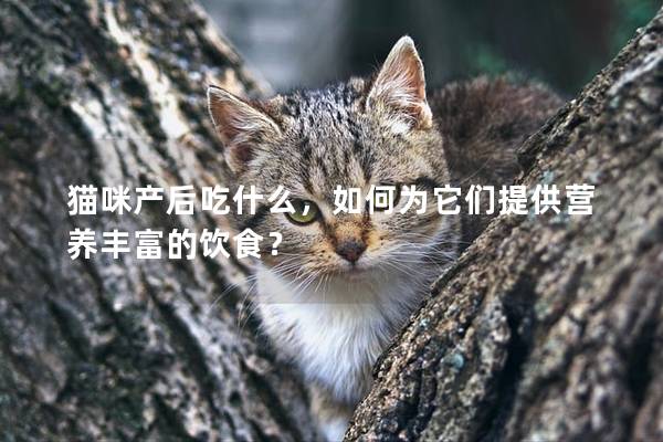 猫咪产后吃什么，如何为它们提供营养丰富的饮食？