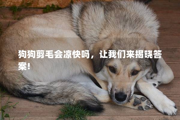 狗狗剪毛会凉快吗，让我们来揭晓答案!